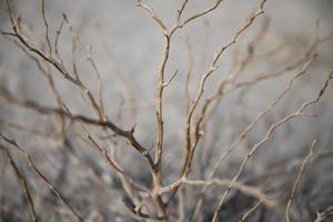 Leafless tree branches in desert