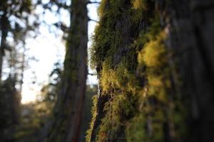 Golden moss on trees photo