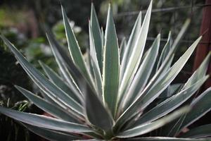 Variegated striped agave in cactus garden photo