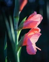 Pink flower in tilt shift lens photo