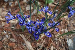 Blue Iris flower blooms against wood chips photo