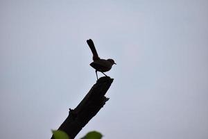 Silhouette of a bird perched on a tree branch photo