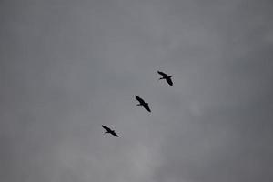 silueta de pájaros volando con un cielo nublado foto