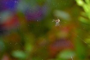 araña en su telaraña foto