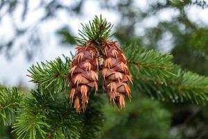 Pinecones on evergreen branch photo