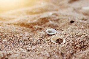 Shells on the beach, morning sea, blurred scene photo