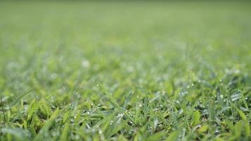 Dew in green grass photo