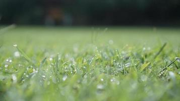 Green grass field in the morning photo