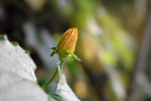 flor de calabaza femenina en el fondo de la naturaleza foto