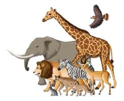 Group of wild African animals on white background vector