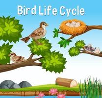 Scene with Bird Life Cycle vector