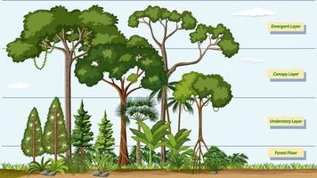 Canopy Trees Diagram