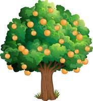 Orange tree isolated on white background vector