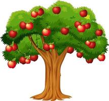 Apple tree isolated on white background vector