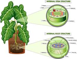Diagram showing stem and root structure vector