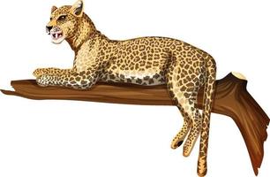 Leopard lying on a branch on white background vector