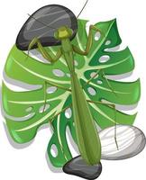 Top view of a mantis on monstera leaf isolated vector