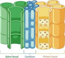 Diagram showing vascular tissue system in plants vector