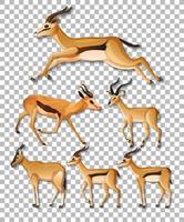 Set of different sides of impala isolated vector