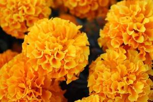 Macro close up of orange and yellow marigold flowers in bloom in spring photo