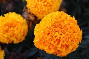 Macro cerca de flores de caléndula naranja y amarilla en flor en primavera foto
