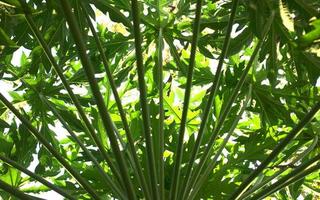 Natural green papaya leaves texture photo