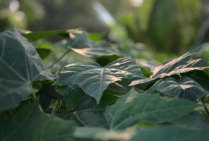 Green fresh botany with blurry, bokeh background photo