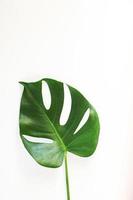 Monstera leaves on white background photo