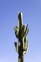 cactus en el desierto bajo un cielo azul foto
