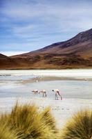 Laguna Hedionda in Bolivia photo