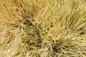 Closeup of the desert plant photo