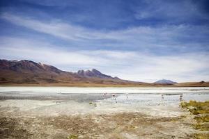 Laguna Hedionda en Bolivia foto