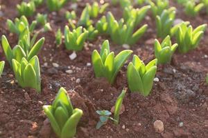 Macro close up of green plant sprouts and seedlings in soil