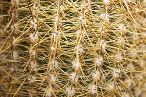 primer plano del cactus foto