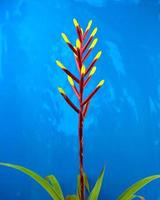 Bromeliads, Bromeliaceae, or Aechmea vibrant tropical plant isolated on blue grunge background
