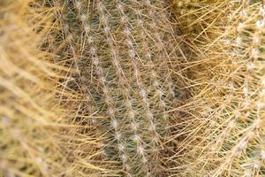 primer plano del cactus foto