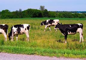 vacas en un campo junto a una valla con bosque en el fondo y cielo azul claro foto