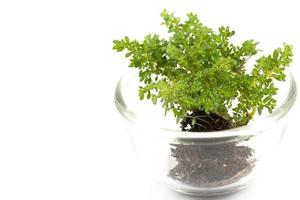 Small tree in a glass cup on a white background photo
