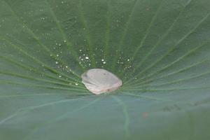 gotas de agua en una hoja foto