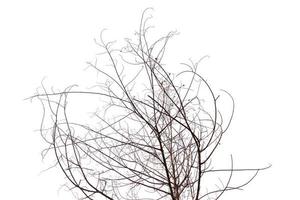 Isolated dried tree on a white background photo