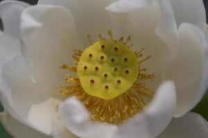 Lotus flower pollen photo
