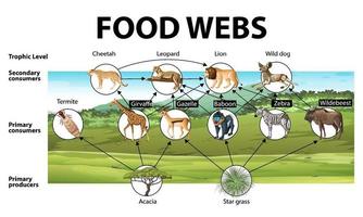 cartel educativo de biología para diagrama de redes tróficas vector