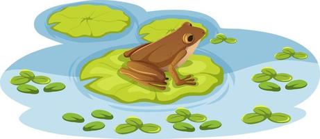 A frog on lotus leaf in the water vector