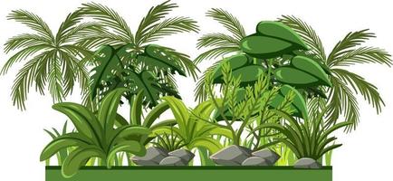 Conjunto de diferentes árboles de la selva sobre fondo blanco. vector