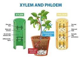 Diagrama que muestra el xilema y el floema de la planta. vector