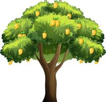 árbol de mango amarillo aislado sobre fondo blanco vector