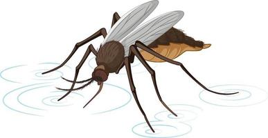 Mosquito isolated on white background vector