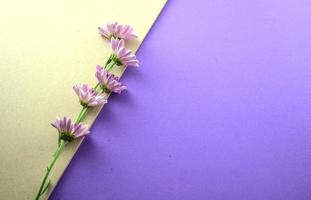 Purple flowers flat lay on gray and purple background photo