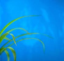 Green fresh botany isolated foreground with blur blue grunge background photo