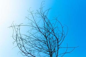 Dried tree on blue sky photo